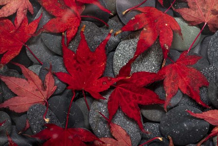 Japanese Maple Leaves On River Rocks by Don Paulson / DanitaDelimont art print