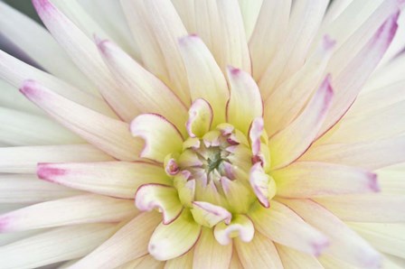 Dahlia Close-Up by Rob Tilley / Danita Delimont art print