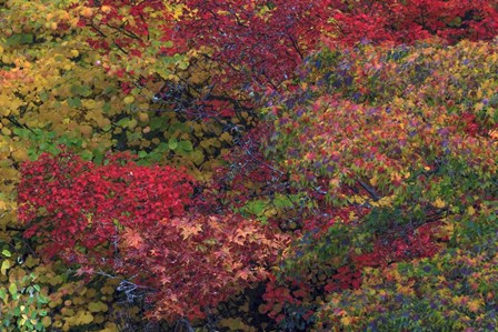 Fall Colors Seattle Arboretum Washington by Tom Norring / Danita Delimont art print