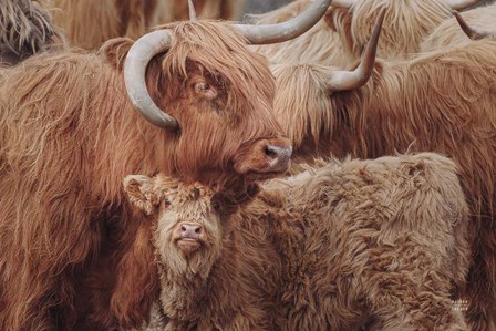 Highland Cow Under Cover by Nathan Larson art print