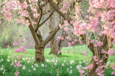 Springtime Fairytale Cherry Tree by Carrie Ann Grippo-Pike art print