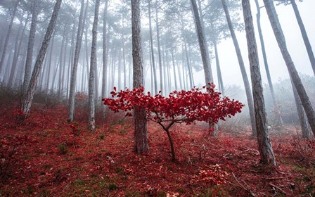 Misty Autumn by Igor Vitomirov art print