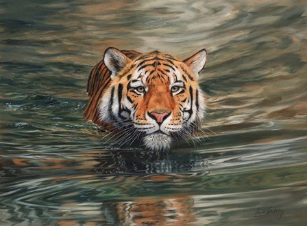 Tiger Water Swimming by David Stribbling art print