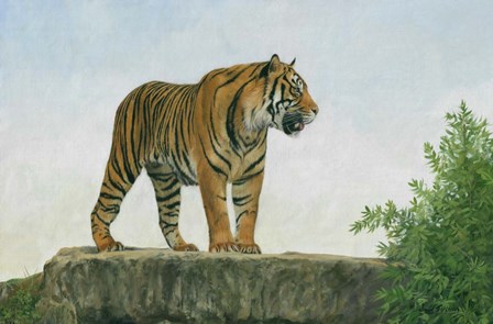 Tiger 11 by David Stribbling art print