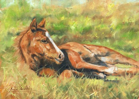 Foal Laying Down by David Stribbling art print