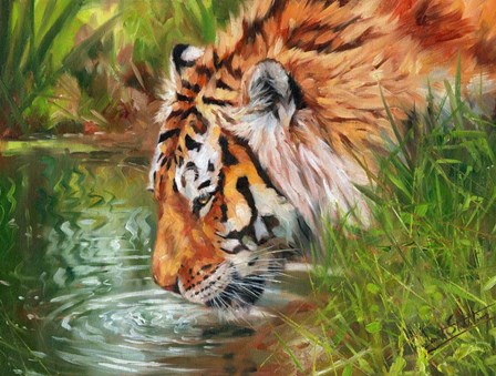 Tiger Quenching Thirst by David Stribbling art print