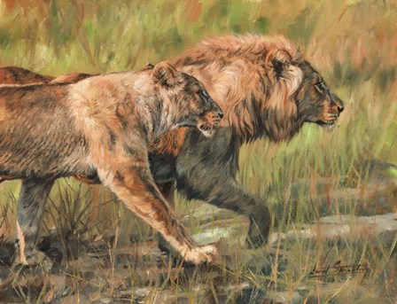 Lion And Lioness by David Stribbling art print