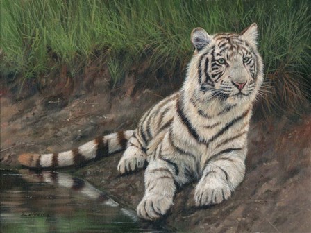 White Tiger Cub by David Stribbling art print