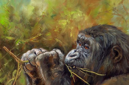 Young Lowland Gorilla by David Stribbling art print