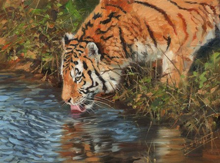 Tiger Drinking by David Stribbling art print