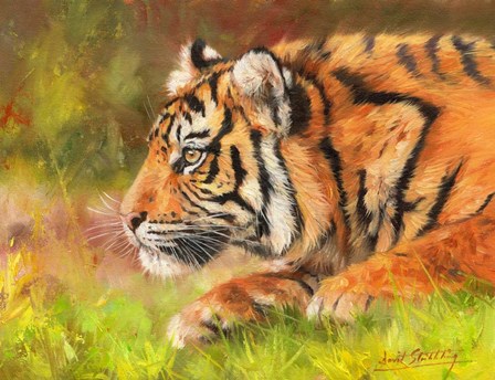 Tiger Study 10 by David Stribbling art print