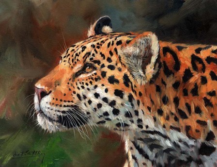 Jaguar by David Stribbling art print
