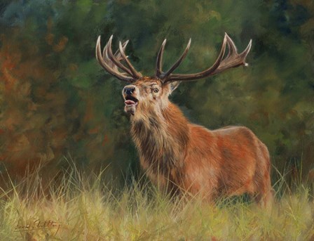 Stag #1 by David Stribbling art print