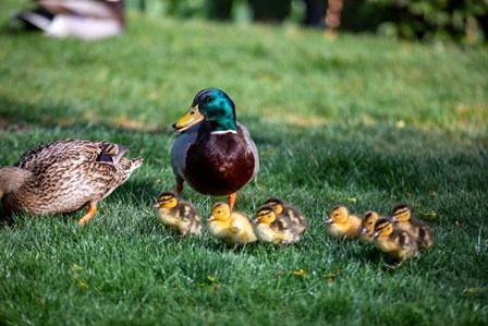 Family of Ducks by Jeff Poe Photography art print