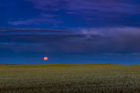 Harvest Moon Rising, Alberta, Canada by Alan Dyer/Stocktrek Images art print