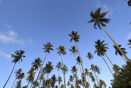 Low Angle View Of a Group Of Palm Trees in Kauai, Hawaii by Ryan Rossotto/Stocktrek Images art print