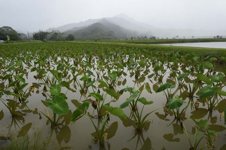 Taro Field in Hanalei National Wildlife Refuge, Kauai, Hawaii by Ryan Rossotto/Stocktrek Images art print