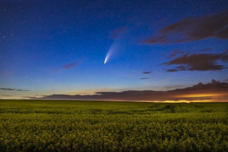 Comet NEOWISE Over a Ripening Canola Field by Alan Dyer/Stocktrek Images art print
