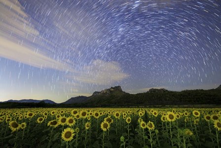 Star Trails Among the Passing Clouds Above a Sunflower Filed Near Bangkok, Thailand by Jeff Dai/Stocktrek Images art print