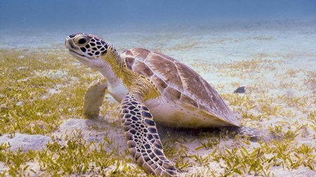 A Green Turtle in the Sea Grass by Brent Barnes/Stocktrek Images art print