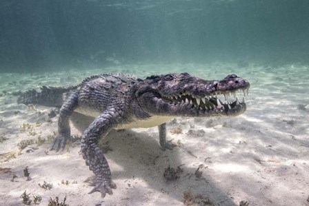 A Crocodile Stalking Its Prey by Brook Peterson/Stocktrek Images art print