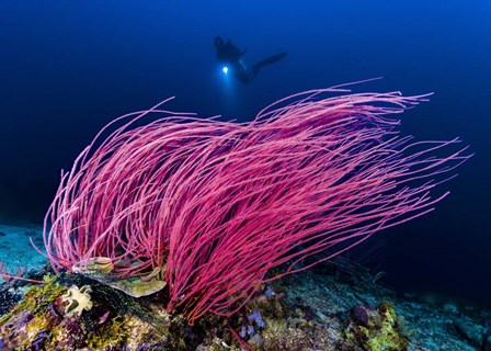 Reef Scene With Diver in Kimbe Bay, Papua New Guinea by Bruce Shafer/Stocktrek Images art print