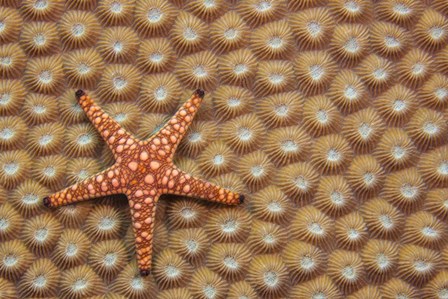 A Marble Starfish On Hard Coral, Fiji by David Fleetham/Stocktrek Images art print