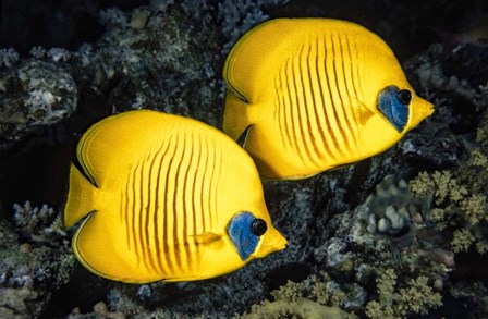 A Masked Butterflyfish by David Fleetham/Stocktrek Images art print