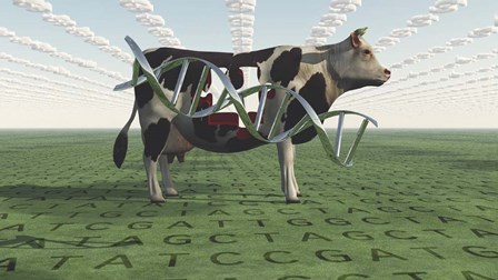 GMO Business Cow by Bruce Rolff/Stocktrek Images art print