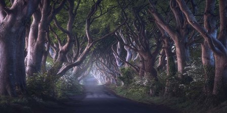 The Dark Hedges by Daniel Gastager art print