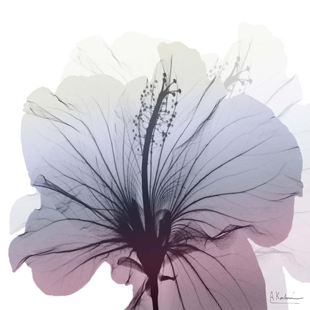 Tasty Grape Hibiscus by Albert Koetsier art print