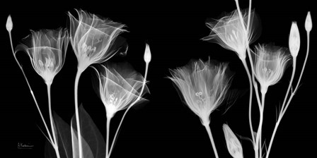 BW Gentian by Albert Koetsier art print