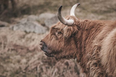 Highland Cow on Watch Faded by Nathan Larson art print