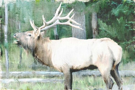 Linen Pressed Elk by Ann Bailey art print