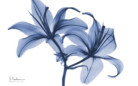 Indigo Infused Lily 2 by Albert Koetsier art print