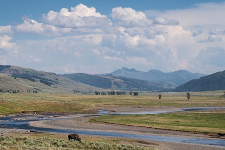 Lamar Valley Bison by Alan Majchrowicz art print