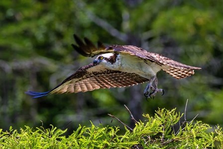 Osprey Liftoff by Andy Crawford Photography art print