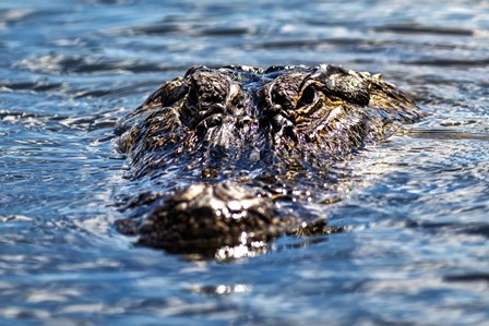 Eyes of Death by Andy Crawford Photography art print