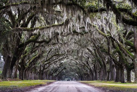 Wormsloe Alley by Andy Crawford Photography art print