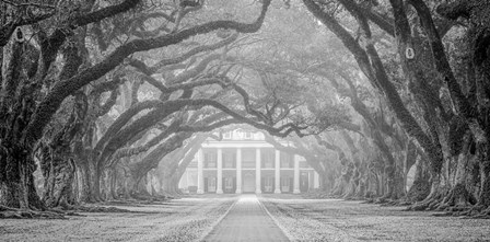 Oak Alley Fog by Andy Crawford Photography art print