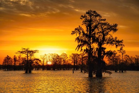 Louisiana Gold by Andy Crawford Photography art print