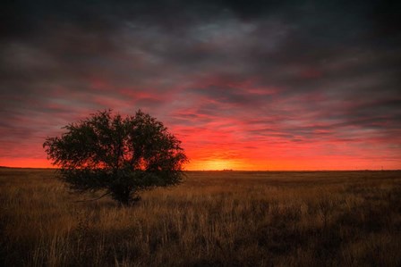 Alone on the Priairie by Andy Crawford Photography art print