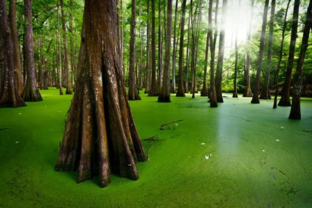 Cypresses on Chicot Lake by Rick Berk art print