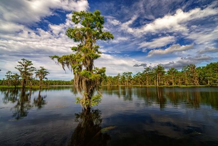 Atchafalaya Afternoon II by Rick Berk art print