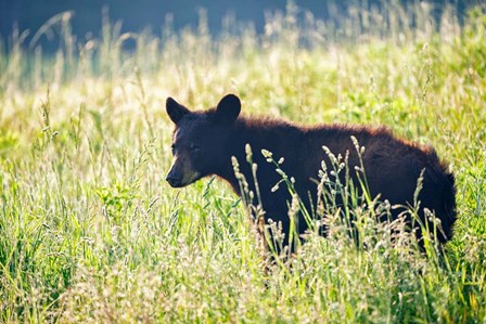 Black Bear Cub by Rick Berk art print