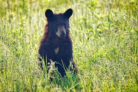 Black Bear Cub In the Sun by Rick Berk art print