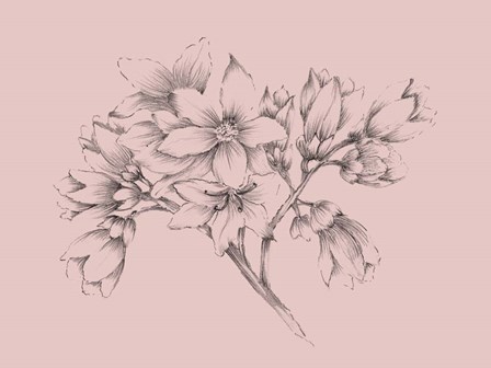 Blush Pink Flower Illustration by Jasmine Woods art print