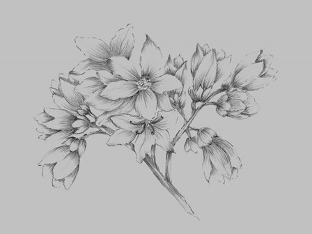 Flower Illustration by Jasmine Woods art print