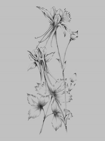 Grey Flower Sketch by Jasmine Woods art print
