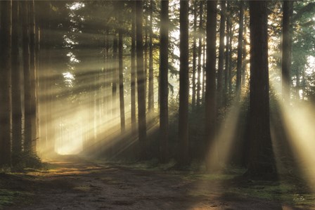 Pathway to Sunlight by Martin Podt art print